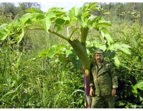 А это дудник медвежий