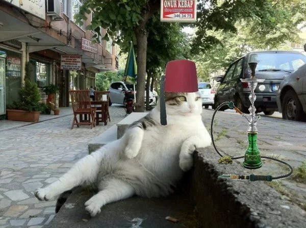 Стамбульский кот Томбили