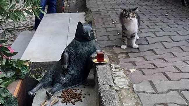 Стамбульский кот Томбили