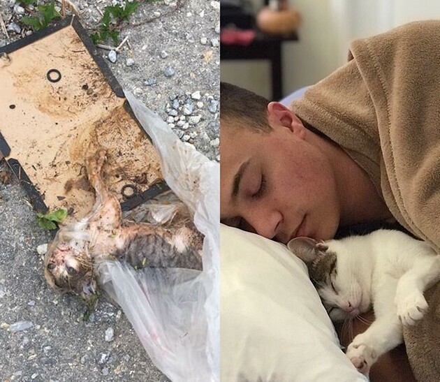 22. "Наш кот. Слева - каким мы нашли его на улице в августе 2017-го, справа - какой он сейчас"