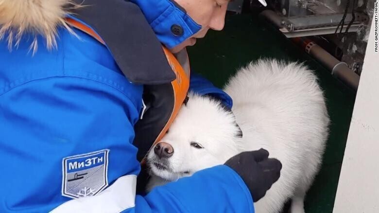 Российские моряки спасли собаку, которая провела неделю на айсберге