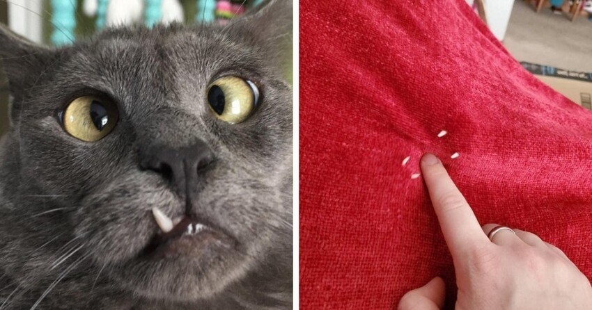 17 котов, которые показали свои зубы и умилили людей