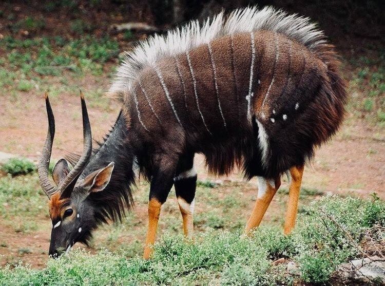 Эта африканская антилопа ньяла выглядит как персонаж мультфильма студии Ghibli