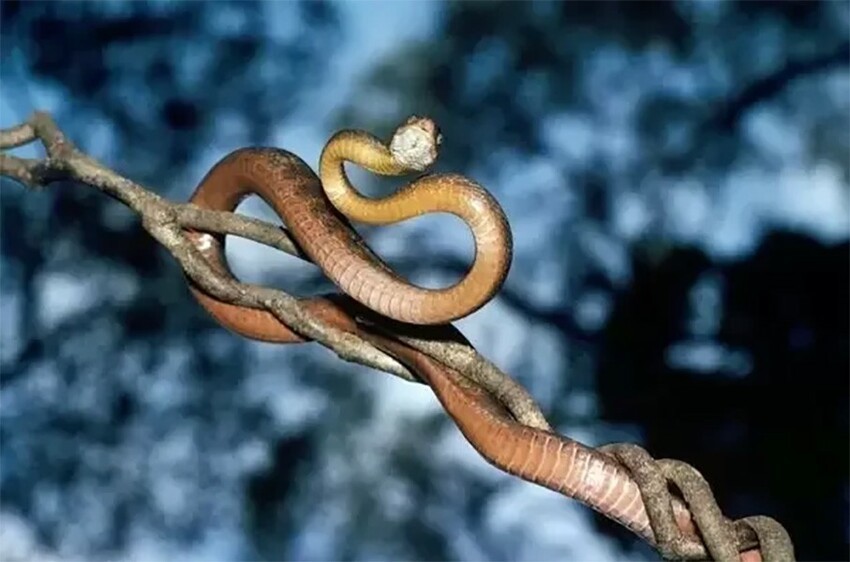 Коричневая бойга: Змея, которая уничтожила природу целого острова. Птицы вымерли, а леса покрылись паутиной