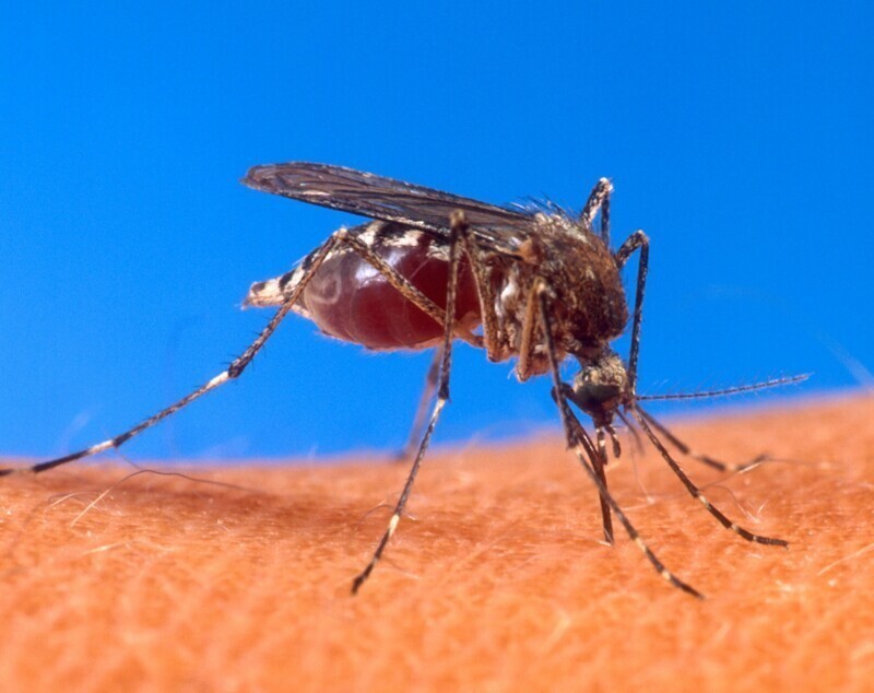 Комары могут стать проблемой не только летом, но и зимой