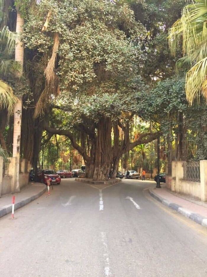 Дерево-гигант на улице в Каире