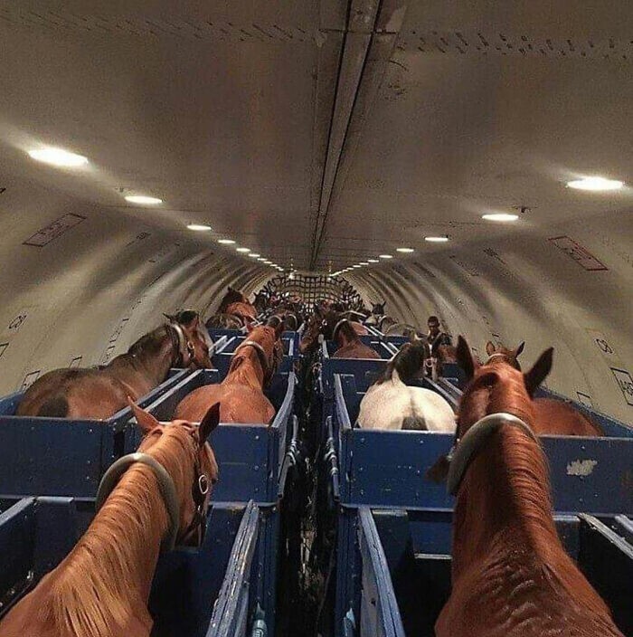 Так перевозят лошадей в самолете