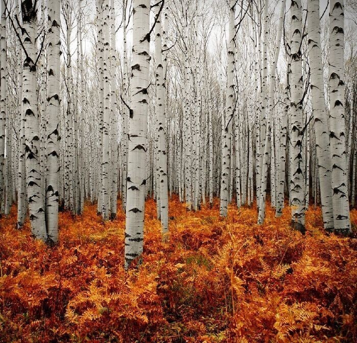 Березовый лес в Аспене, штат Колорадо