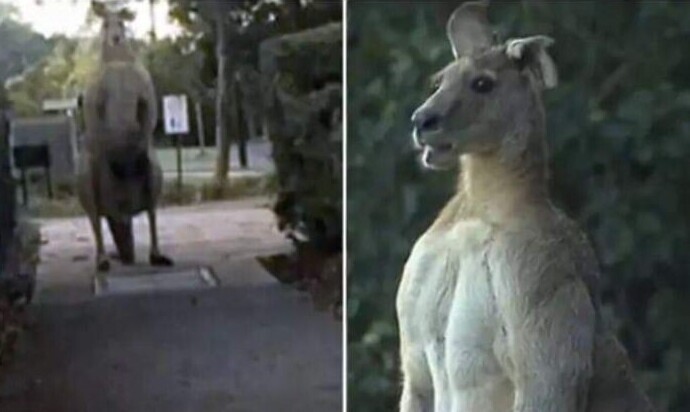 Двухметровый австралийский кенгуру - гроза собачников