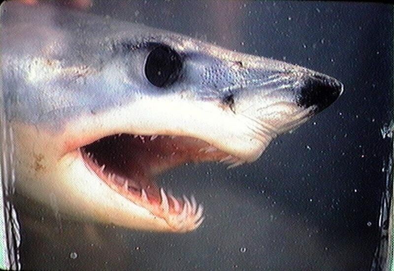 У каждой акулы уникальные зубы