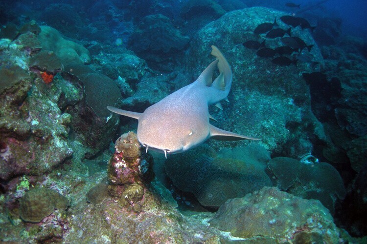 У некоторых видов акул есть дыхальца, которые позволяют им втягивать воду в дыхательную систему в состоянии покоя