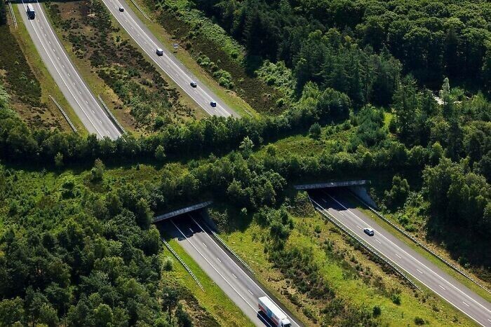 1. Экодук (мост для перехода трассы животными) через автостраду A1 Highway, Велюве, Нидерланды