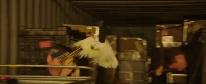 В фильме «Сачо и ботан 2» (2014) на Джону Хилла напал попугай во время автомобильной погони. Его паника вполне реальна. Позднее он признался: "Это не игра. Я не люблю птиц"