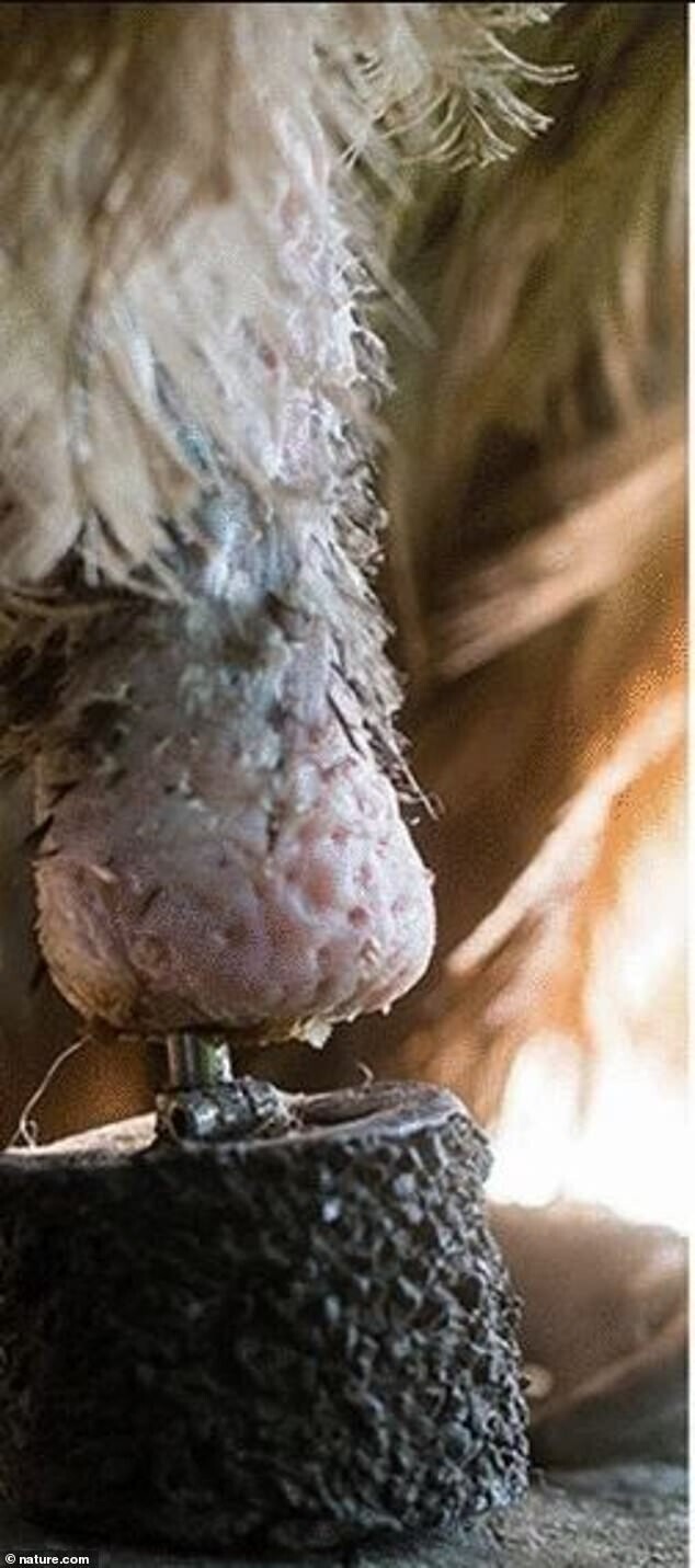 В австрийском заповеднике появилась первая в мире "бионическая птица"