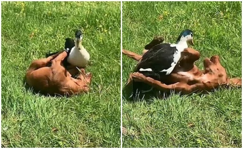 Неожиданная дружба взрослой утки и щенка