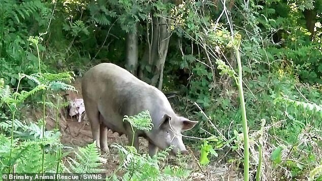 "Свободу!": беременная свинья эпично сбежала со свинофермы