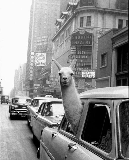 Лама на Таймс-сквер, Нью-Йорк, 1957.
