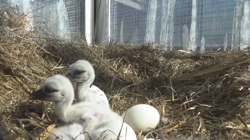 В Рязанском Доме Белого аиста нелётная пара вывела 5 птенцов