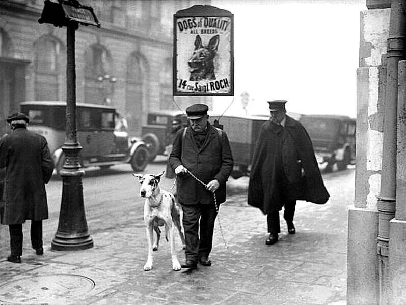 Зоомагазин на улице Saint Roch 14 с знаком «Качественные собаки» в январе 1929 года в Париже, Франция.