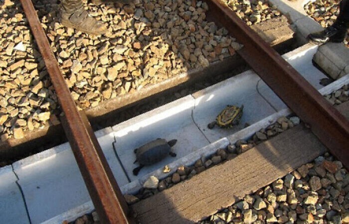 Под железнодорожными рельсами японцы прокладывают специальные тоннели для черепах, чтобы те не попадали под поезда