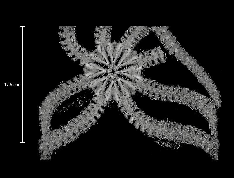Ученые обнаружили жутковатую морскую звезду с десятками зубов