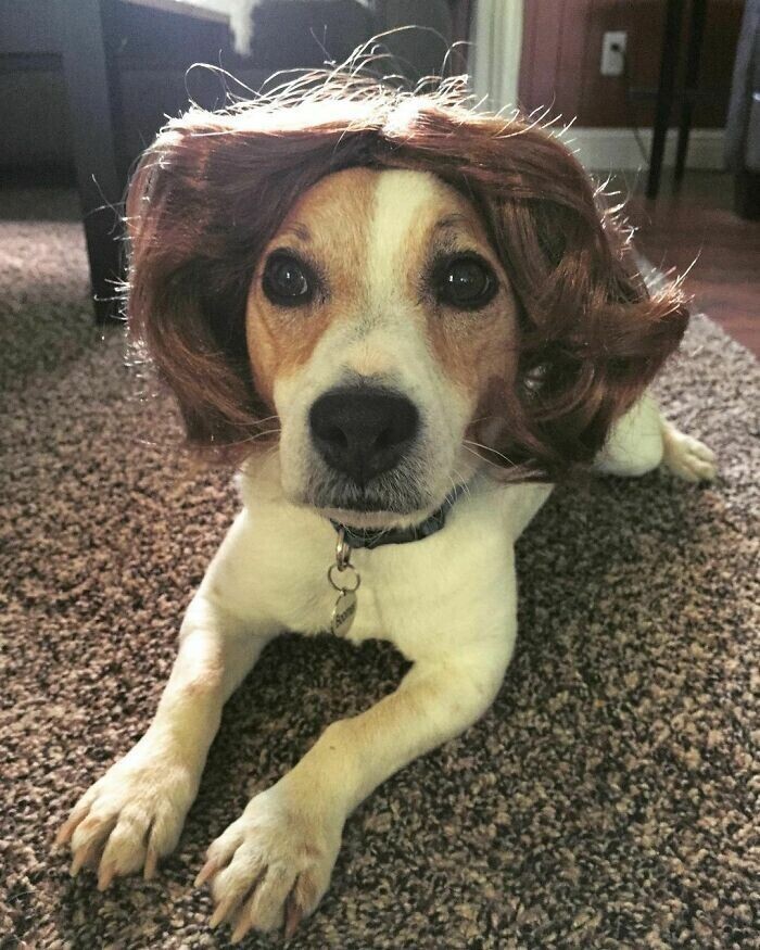 Новый интернет-тренд - собаки в париках