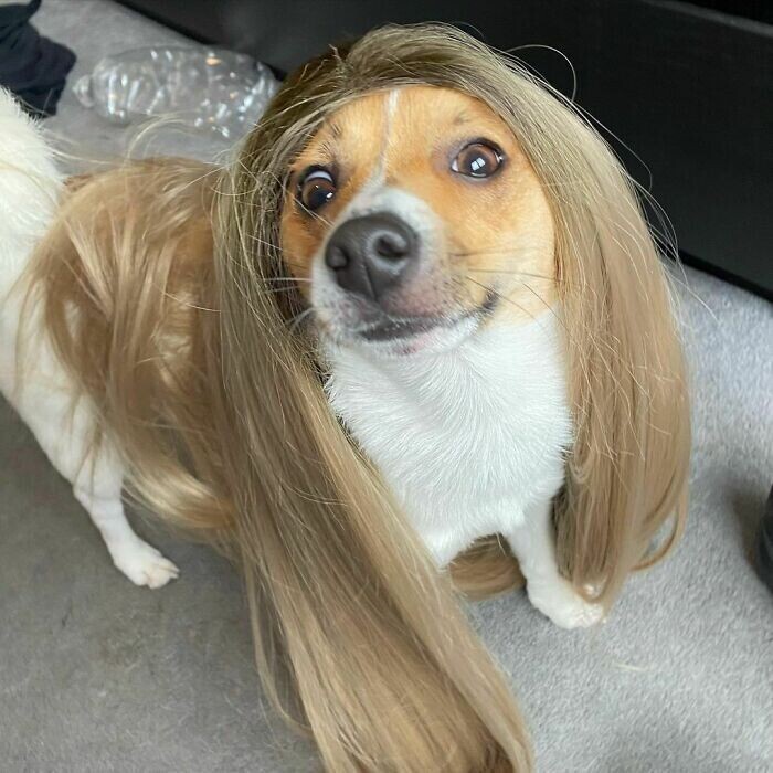 Новый интернет-тренд - собаки в париках