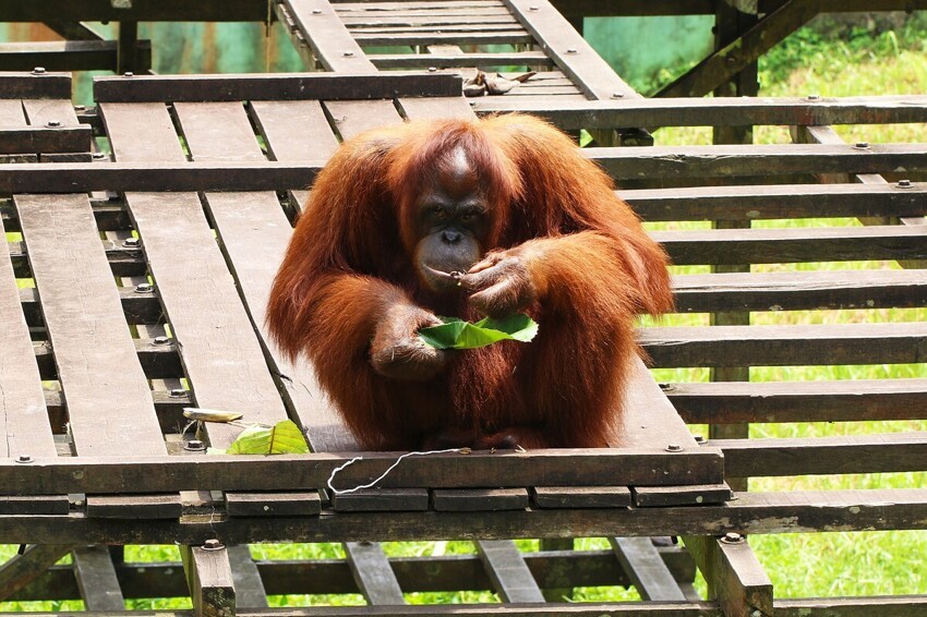 10 интересных фактов об интеллекте лесных обезьян