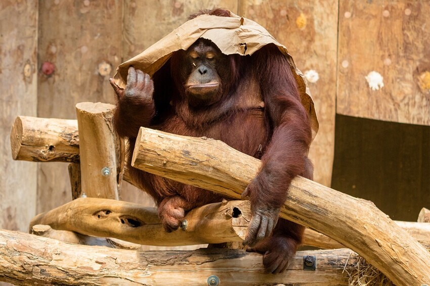 10 интересных фактов об интеллекте лесных обезьян