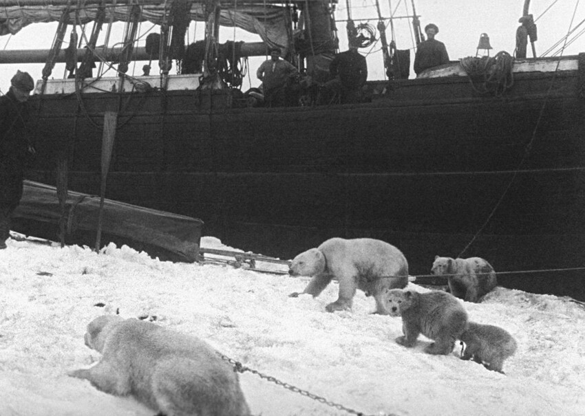 Как участники экспедиций по Арктике пытались запрягать белых медведей в собачью упряжку