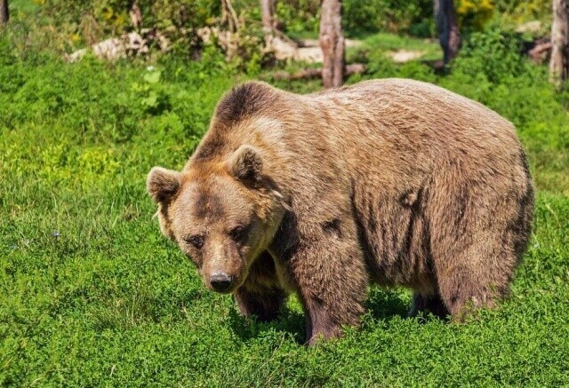 Медведь-людоед в Сибири загрыз подростка, помогавшего туристам