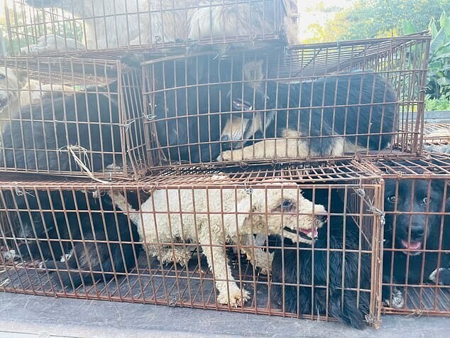 В Китае десятки собак спасли с фестиваля собачьего мяса