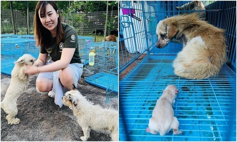 В Китае десятки собак спасли с фестиваля собачьего мяса