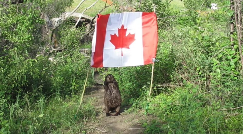 В Канаде поставили флаг около пруда, но бобриха не оценила сей порыв