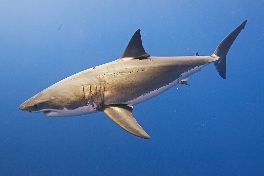 Как живёт белая акула: 9 интересных привычек и особенностей кархародона