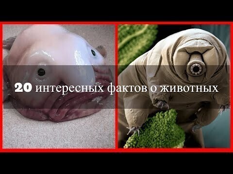 20 фактов о животных, о которых вы не знали 