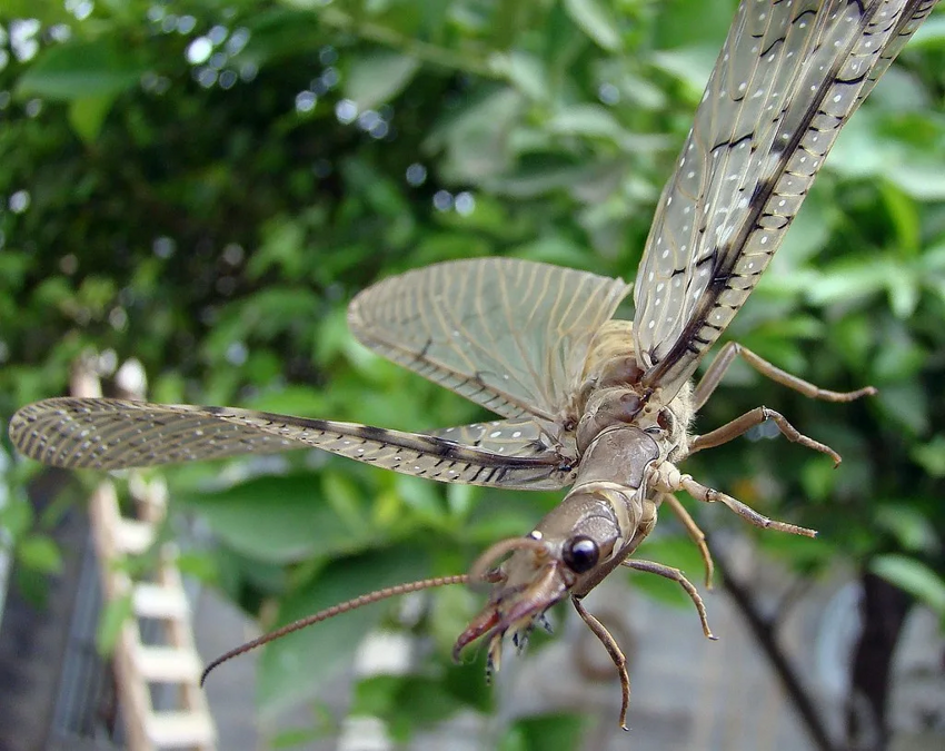 Коридалида: Крупнейшее летающее насекомое размером с воробья. Жвала и химическое оружие в комплекте