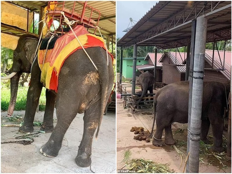 Туристов шокировало состояние слонов в тайских парках