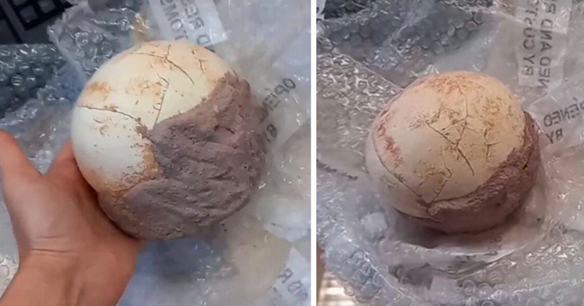 Итальянские таможенники конфисковали яйцо динозавра возрастом 159 миллионов лет