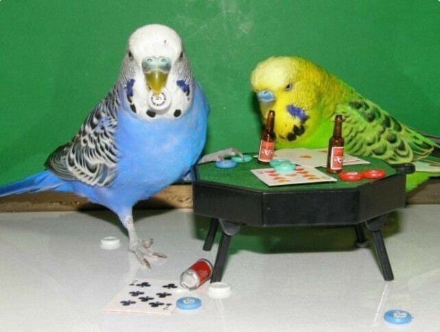 Карты, деньги, два попугая