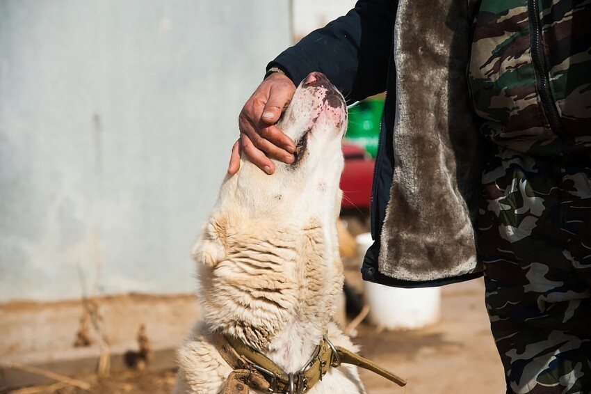 Среднеазиатская овчарка: 9 достоинств характера, которыми гордятся многие заводчики
