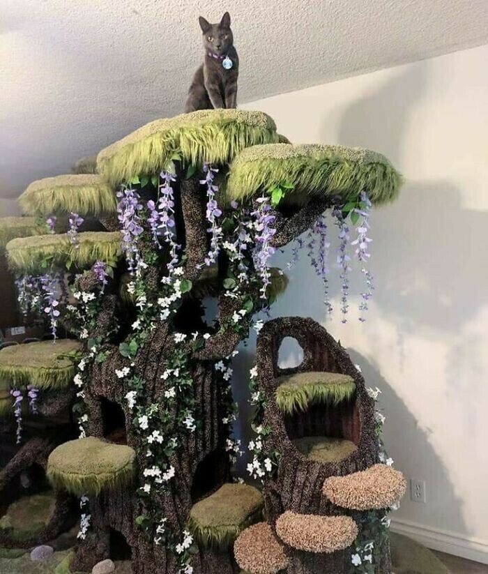 Кошачье дерево мечты