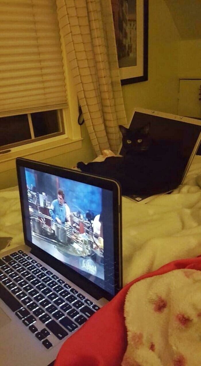"Кот любит лежать на ноутбуке, пришлось отдать ему старый"