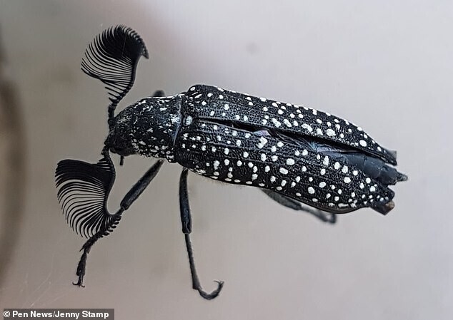 Австралийского жука назвали в честь Ким Кардашьян