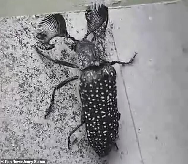 Австралийского жука назвали в честь Ким Кардашьян