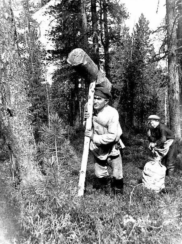 Сборщики кедровых шишек.1917 год