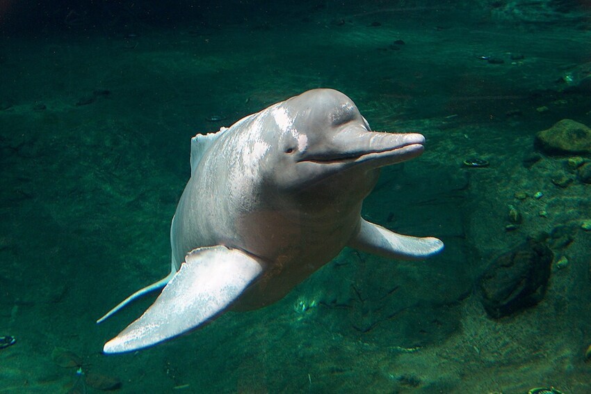  Интересные факты из жизни амазонских дельфинов