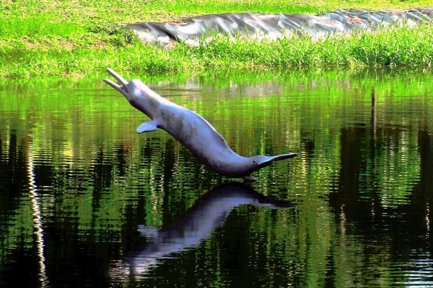  Интересные факты из жизни амазонских дельфинов