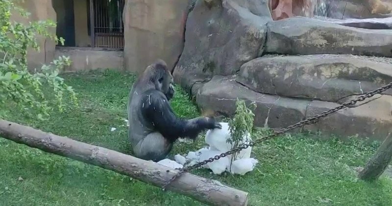 Животные в Московском зоопарке спасаются ледяным тортом в знойную жару