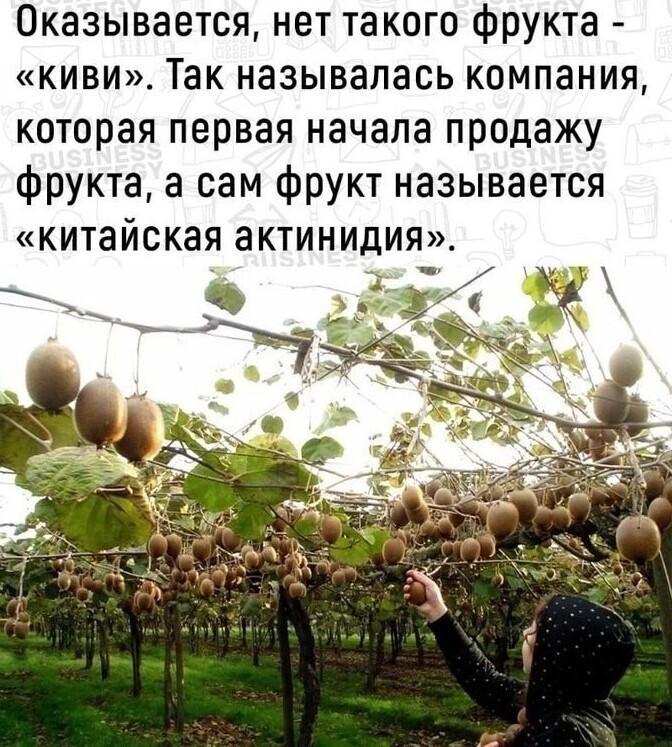 Полит.стёб и другое